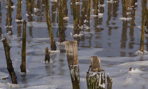 Wood and ice in the Neponset River
