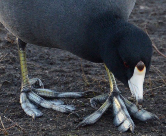Coot and feet