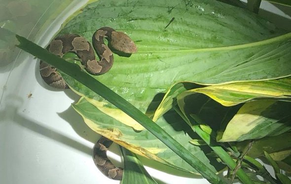 Copperhead snake found in Braintree after biting a man