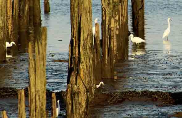 Lots of egrets at Port Norfolk