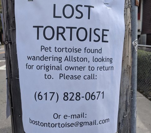 Tortoise found wandering around Allston
