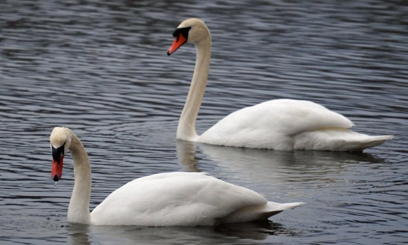 Swans in Jamaica Pond
