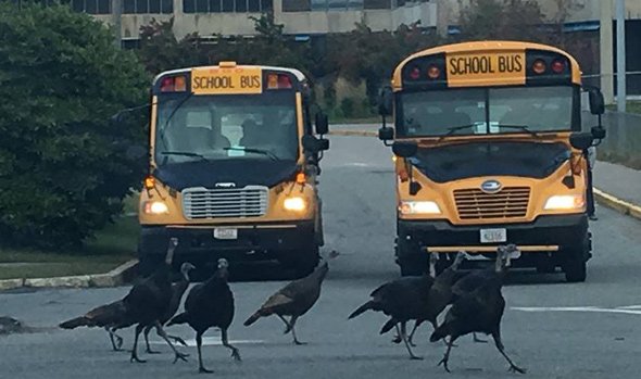 Turkeys crossing in front of school buses at the Ohrenberger in West Roxbury 