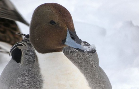Pintail duck in the Emerald Necklace