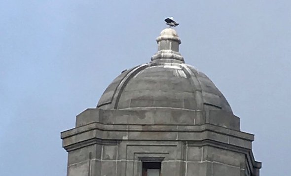 Seagull and seagull poop atop one of the towers of the Longfellow Bridge