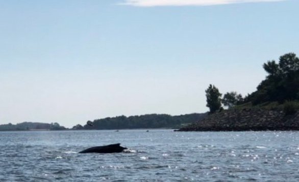 Whale off Spectacle Island in Boston Harbor 