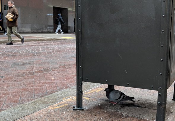 Pigeon sheltering from the snow in Downtown Crossing