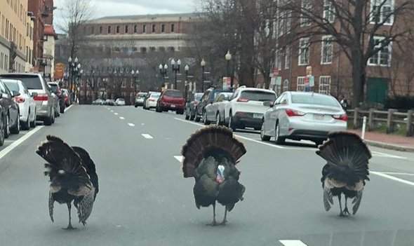 Tough turkeys in Harvard Square