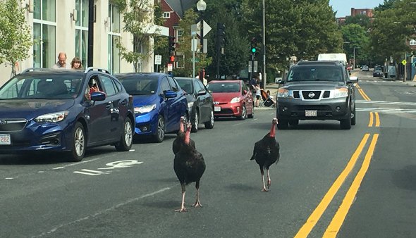 Turkeys on Centre Street in Jamaica Plain