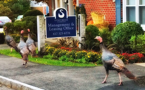 Turkeys near a swan sign in Roslindale