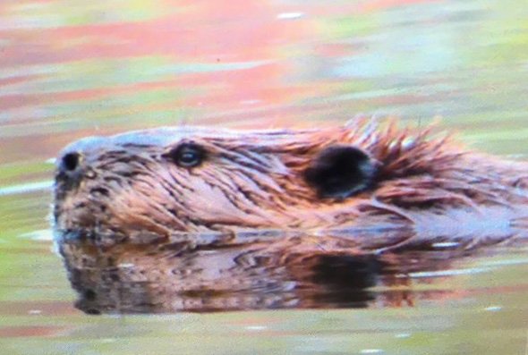 Beaver in Charles River