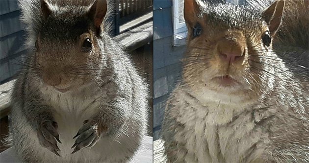 Plump squirrel wants more nuts