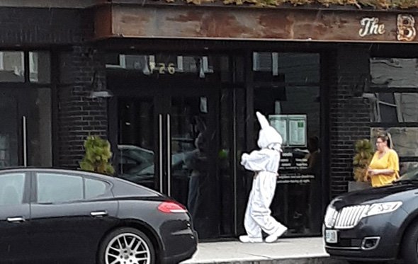 Big bunny hops into South Boston bar