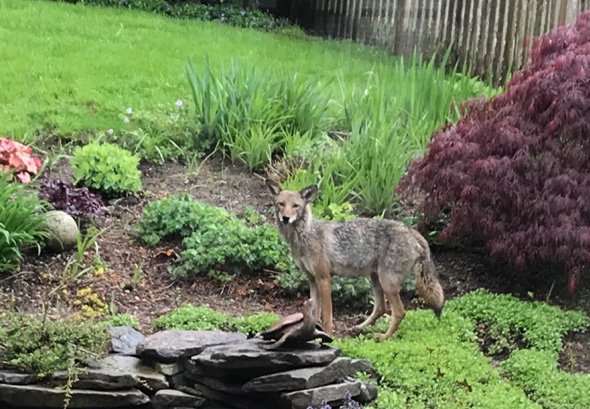 Coyote in West Roxbury backyard