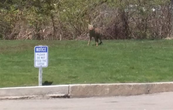 Coyote at Dedham Mall