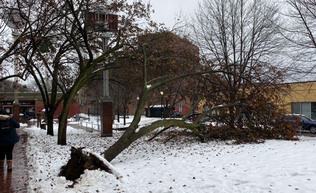 Tree down in Seven Hills Park in Somerville