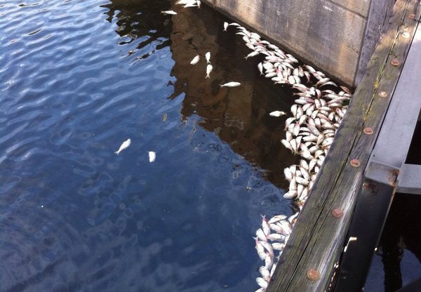 Dead pogies at the Charles River locks