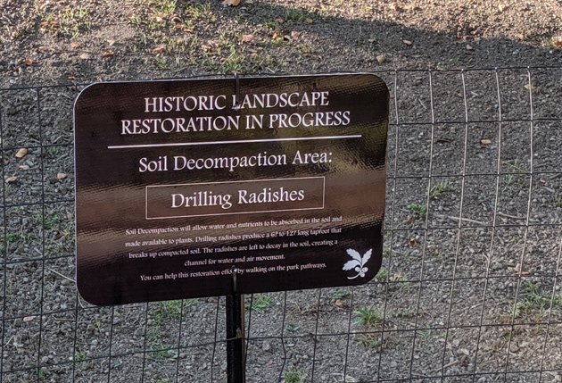 Sign about the drilling radishes that will be planted along Perkins Street