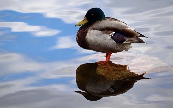 Duck on a rock