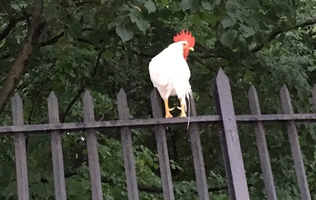 Rooster on Walk Hill Street in Jamaica Plain