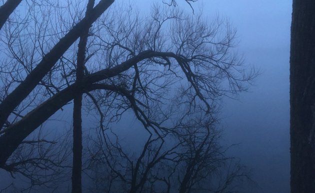 Trees in the fog at Fresh Pond