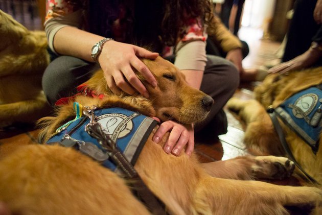 Comfort dogs in the Back Bay