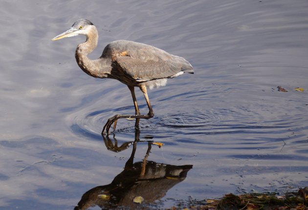 A heron in Jamaica Pond