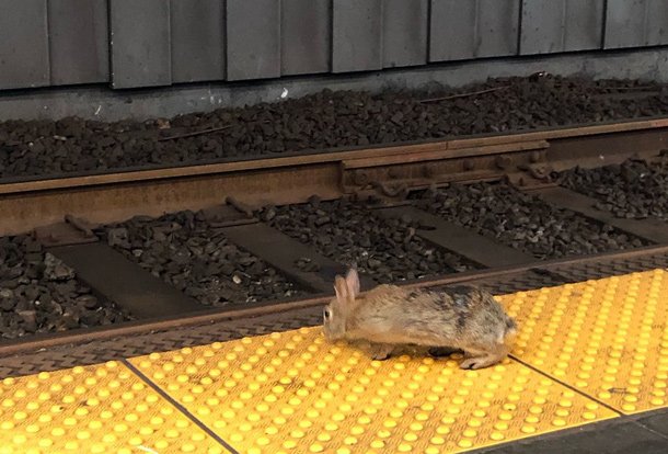 Rabbit in the Kenmore Square Green Line station