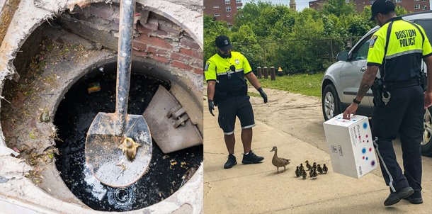 Duckling being scooped out of storm drain and the rest of her family