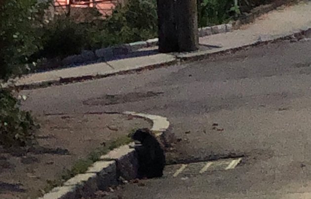 Raccoon coming out of sewer in Jamaica Plain