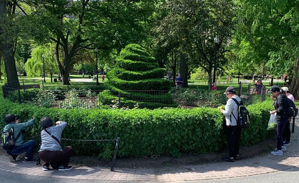Eating a shrubbery in the Public Garden