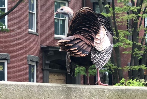 Turkey in the South End