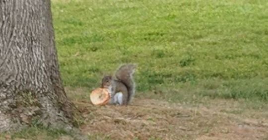Squirrel eating a bagel in Newton