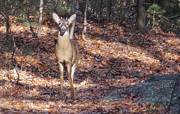 Deer in Stony Brook Reservation