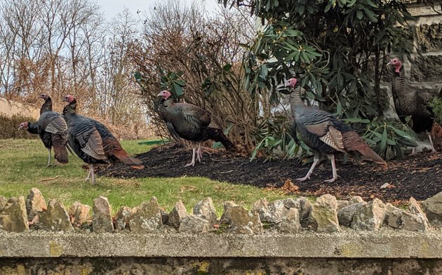 Turkeys on a lawn in West Roxbury