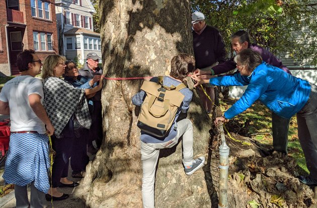 Measuring the mighty sycamore tree on Poplar Street in Roslindale