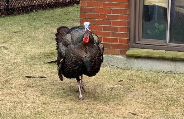 Big angry turkey in Roslindale