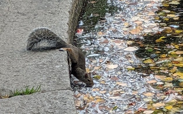 Squirrel getting a drink from the Boston Public Garden lagoon