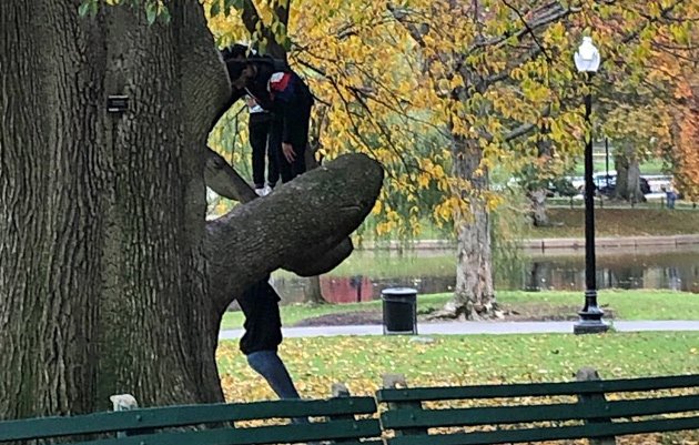 People on trees in the Public Garden