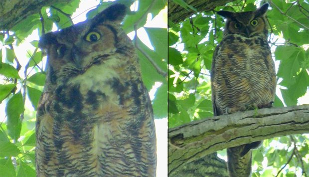Great horned owl at Millennium Park