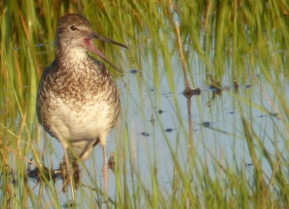 Willet in Squantum marshes in Quincy