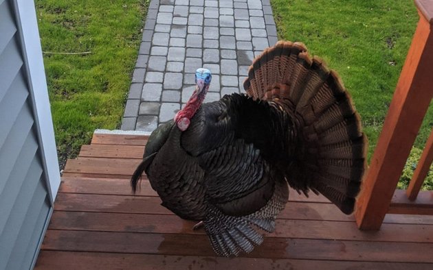 Porch turkey