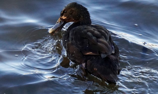 Black duck at Jamaica Pond