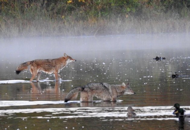 Coyotes in the mist