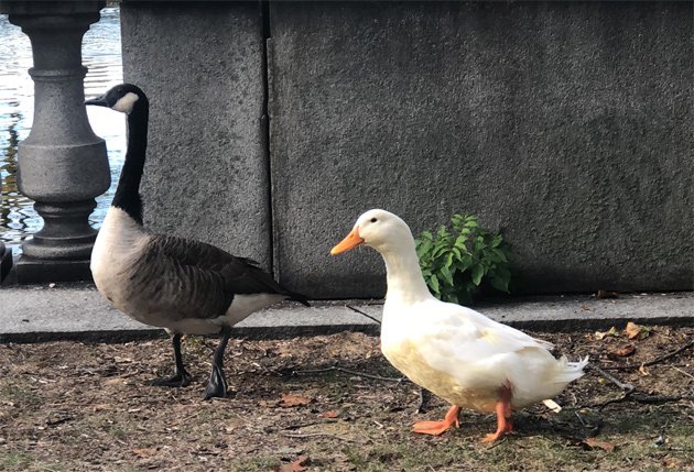 White duck and goose on the Esplanade