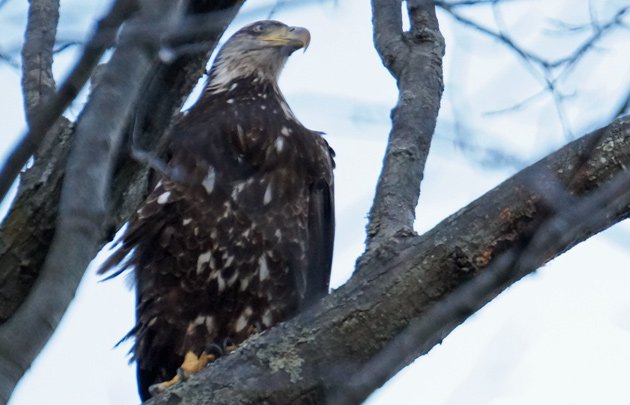 Eagle at Jamaica Pond