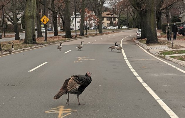 Turkey and geese in Jamaica Plain