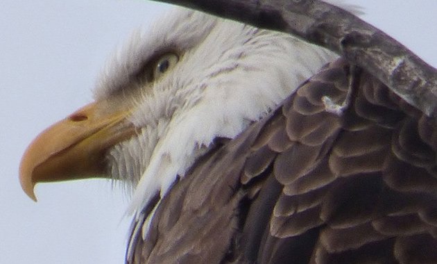 Eagle in Millennium Park