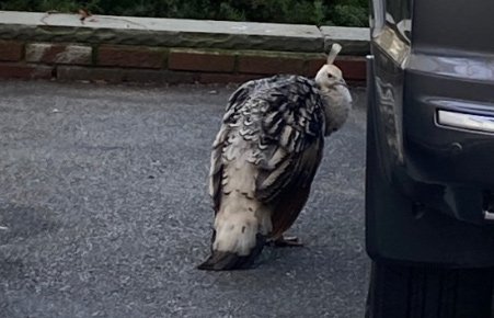 Unusual bird in Somerville
