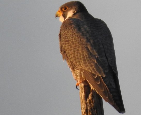 Peregrine falcon perched by the Charles River in West Roxbury